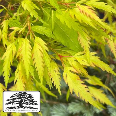 Acer palmatum Beni Hagoromo