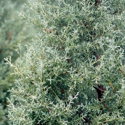 Cupressus arizonica Carolina Sapphire