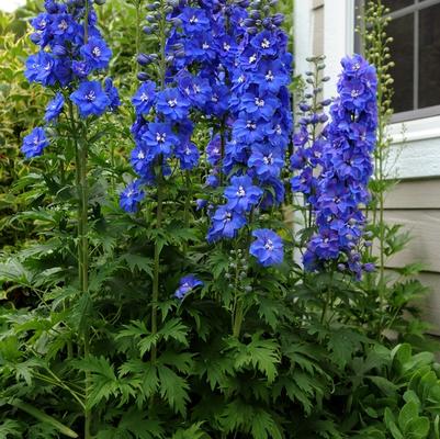 Delphinium elatum Guardian Blue