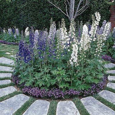 Delphinium elatum Guardian Mix