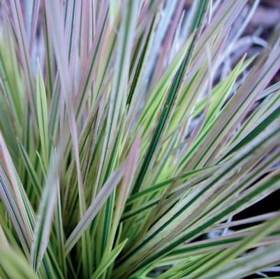 Deschampsia caespitosa Northern Lights