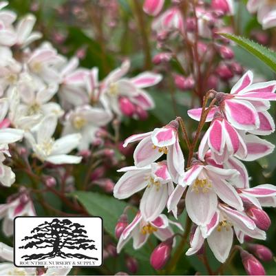 Deutzia Yuki Kabuki®