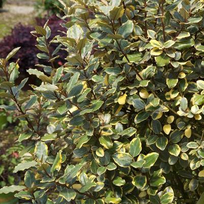 Elaeagnus x ebbingei Olive Martini™