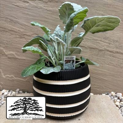 Senecio cineraria New Look®
