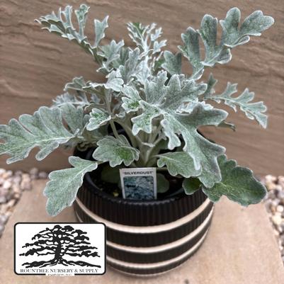 Senecio cineraria Silver Dust