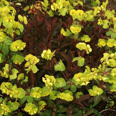 Euphorbia amygdaloides Golden Glory