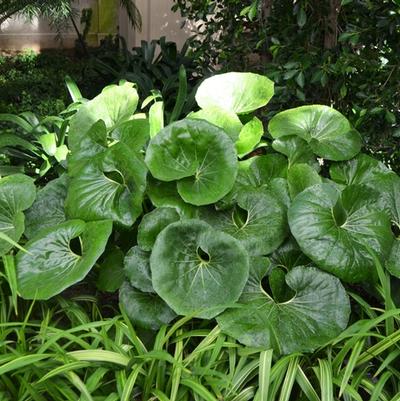 Farfugium japonicum Giganteum
