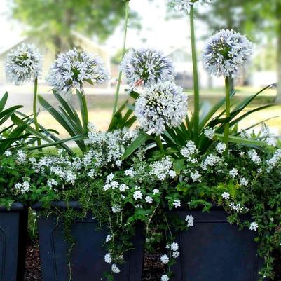 Agapanthus orientalis Queen Mum™