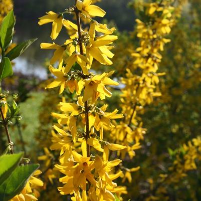 Forsythia koreana Flying Machine®