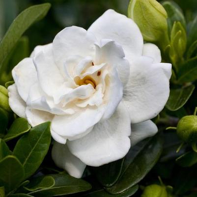 Gardenia augusta Crown Jewel
