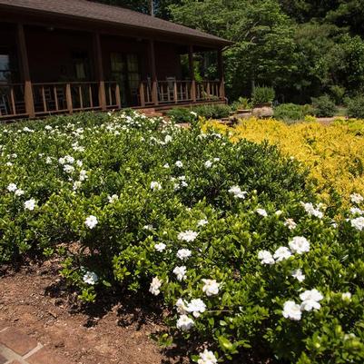 Gardenia jasminoides Double Mint
