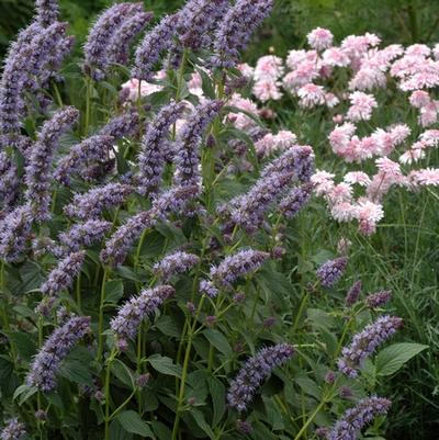 Agastache foeniculum 