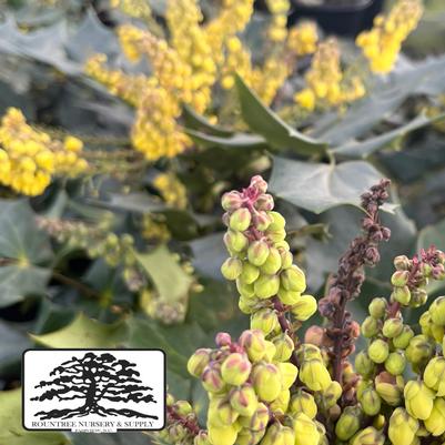 Mahonia bealei 