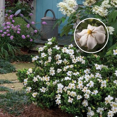 Gardenia jasminoides ScentAmazing™