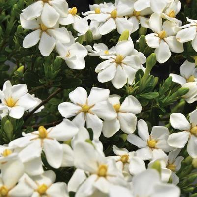 Gardenia jasminoides Snow Girl™
