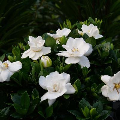 Gardenia jasminoides Steady As She Goes®