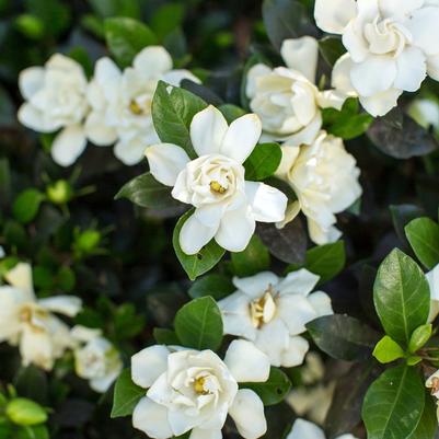 Gardenia jasminoides Sweet Tea™