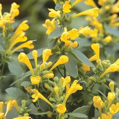 Agastache Arizona Sun