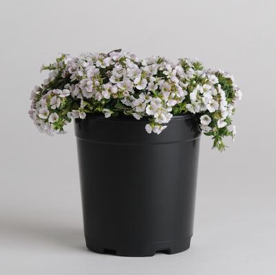 Gypsophila cerastioides Pixie Splash