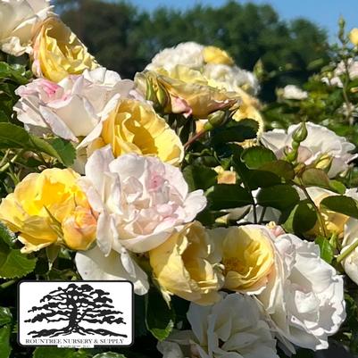 Rosa Popcorn Drift®