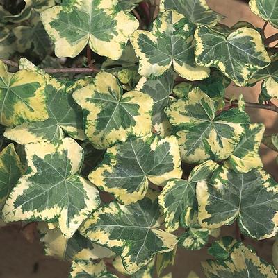 Hedera helix Golden Ingot