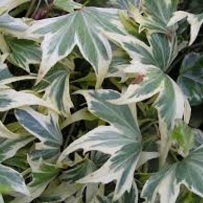 Hedera helix White Ripple