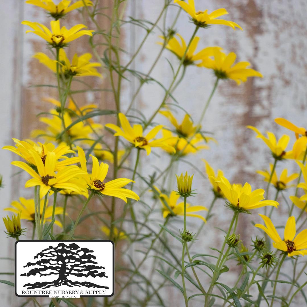 Helianthus salicifolius Autumn Gold