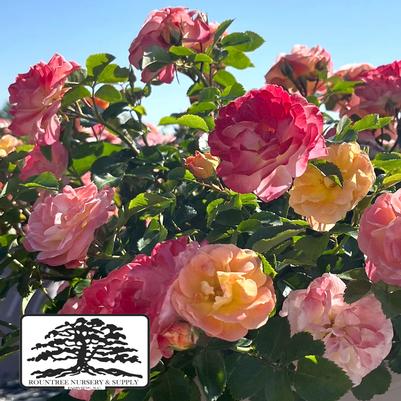 Rosa Peach Drift®