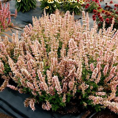Agastache Pink Pearl