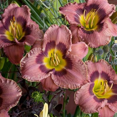 Hemerocallis Always Afternoon