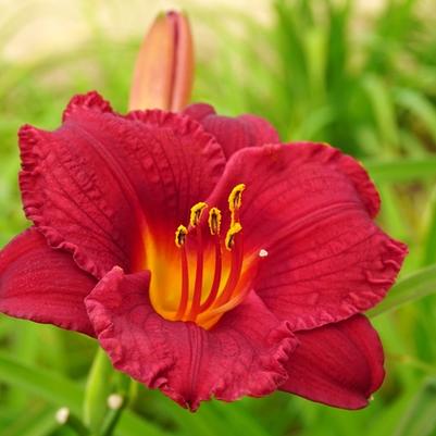 Hemerocallis Cranberry Baby