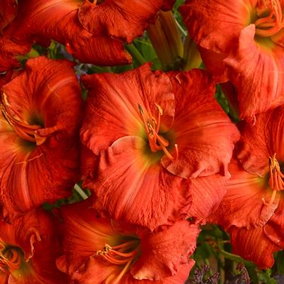 Hemerocallis Desert Flame