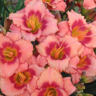 Hemerocallis Strawberry Candy