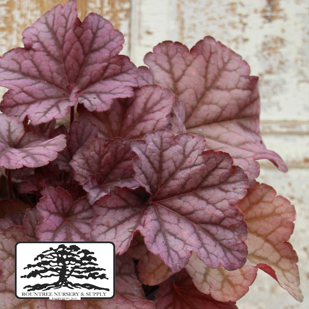 Heuchera Berry Smoothie