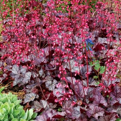 Heuchera Glitter