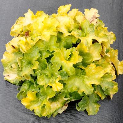 Heuchera Lemon Supreme