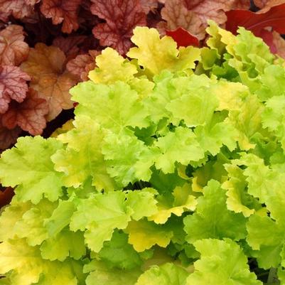 Heuchera Lime Rickey