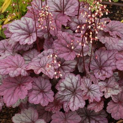 Heuchera Sugar Plum