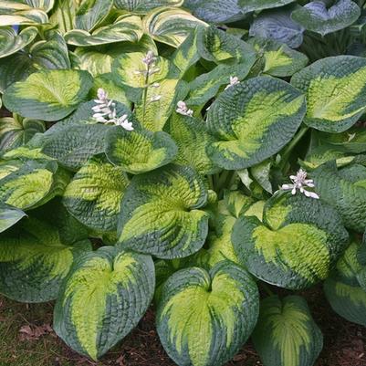 Hosta Brother Stefan