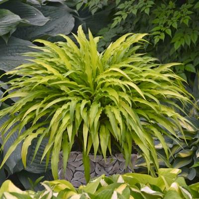 Hosta Curly Fries