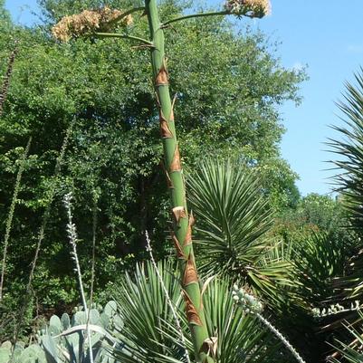 Agave parryi J.C. Raulston