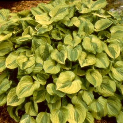 Hosta Grand Tiara