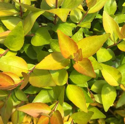 Abelia x grandiflora Twist of Lemon™