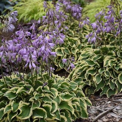 Hosta Wrinkle in Time