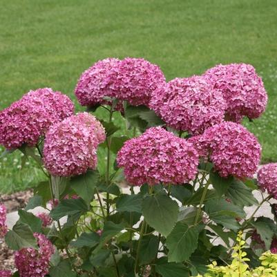 Hydrangea arborescens Invincibelle Mini Mauvette®