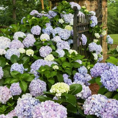 Hydrangea macrophylla Dear Dolores®