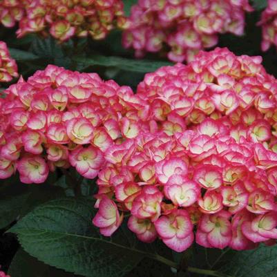 Hydrangea macrophylla Firefly