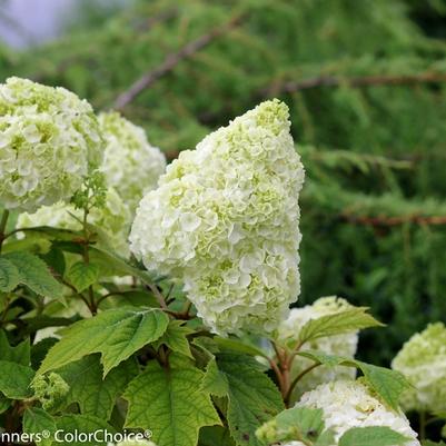 Hydrangea quercifolia Gatsby Moon®