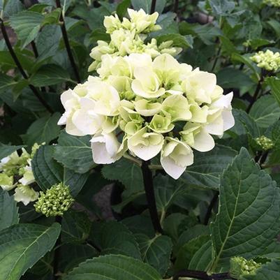 Hydrangea macrophylla Zebra