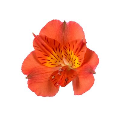 Alstroemeria Colorita® Amina®
